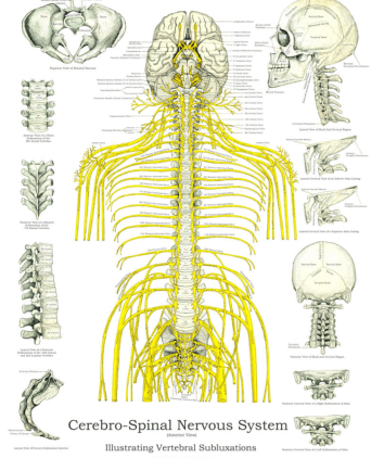 Back Pain Nerves