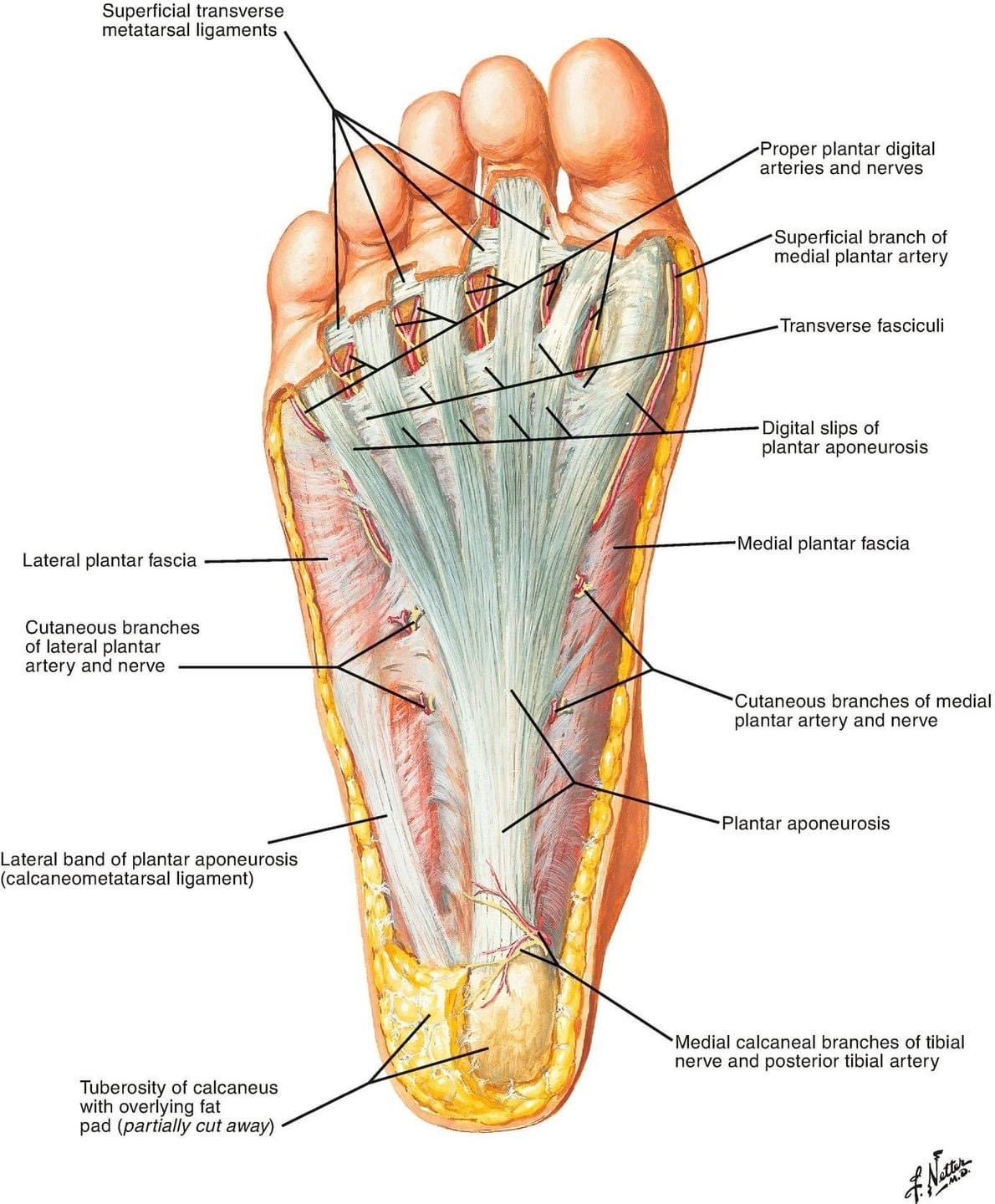 Plantar image